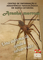 Aranha Marrom (Loxosceles) Aranha Marrom (Loxosceles)